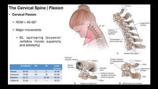 Cervical Flexion amp Extension BIOMECHANICS [upl. by Idalla223]