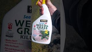 weed and grass killer organic test [upl. by Garett184]