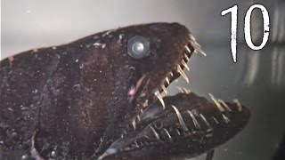 Top 10 Creepy Deep Sea Creatures [upl. by Einnus]