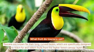 What Do Toucans Eat Fascinating Food Facts You Didnt Know [upl. by Atsugua]