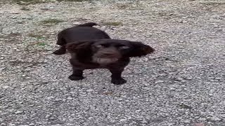 Boykin Spaniel Playing  shorts [upl. by Arakihc]