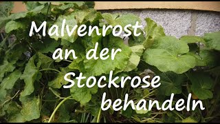 Malvenrost an Stockrosen loswerden Malven Krankheiten natürlich bekämpfen Stockmalve Alcea rosea [upl. by Aiki]