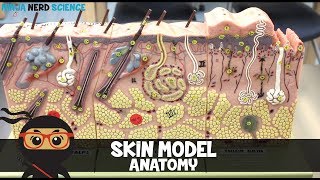 Integumentary System  Skin Model Anatomy [upl. by Naivad]