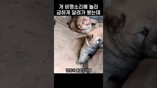 quot야 너 왜그래quot 새끼 댕댕이에게 철망이 덫이나 다름없는 이유 [upl. by Ttelracs]