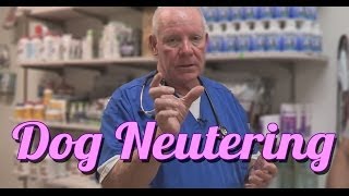 Should You Neuter Your Dog  Ask the Expert  Dr David Randall [upl. by Jana]