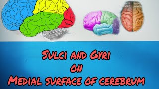 Sulci and Gyri on Medial surface of cerebrum [upl. by Notserc]