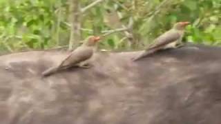 Hitching a Ride Oxpeckers on Buffalo Naturetrek Just Cats [upl. by Carn]