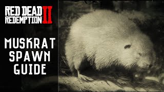 Red Dead Redemption 2  American Muskrat Locations RDR2 [upl. by Pansy]