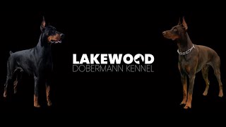 Lakewood Dobermann Kennel Champion European Doberman Breeder located in Miami Florida [upl. by Athalla]