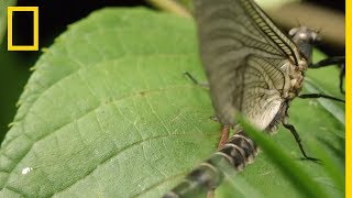 Les éphémères insectes surprenants [upl. by Morten251]