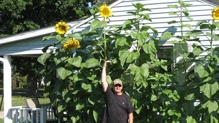 How to Grow Mammoth Sunflowers Part 2 [upl. by Doy374]