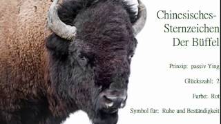 Chinesisches Sternzeichen der Büffel🐃 und seine Eigenschaften Der Büffel strebt nach Sicherheit [upl. by Llerol]