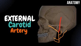 External Carotid Artery SCHEME Side branches  Mnemonics [upl. by Akemahs]