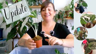 🌿UPDATE  BULBILLES ALOCASIA BEGONIA MACULATA POTHOS TREUBII ET MONSTERA PERU [upl. by Carmina]