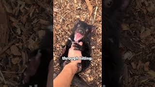 Tasmanian Devils Fight a Rare Contagious Cancer shorts animalfacts tasmaniandevil [upl. by Zins601]