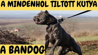 A BANDOG  A Mindenhol tiltott KUTYA DogCast TV [upl. by Hurless]