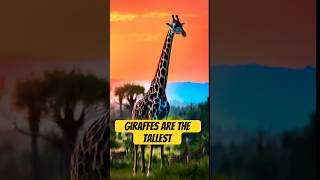 Giraffes Tallest Animal that represents grace and the beauty of nature’s adaptations wildlife [upl. by Ytirehc584]