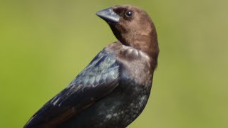 Brown headed cowbird call  song  sound [upl. by Alyehc]