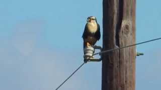 Aplomado Falcon Sitting on Line Cameron County Texas [upl. by Roane]