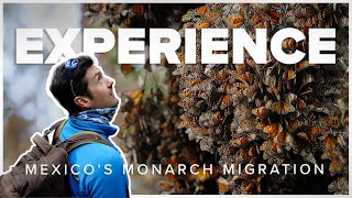 Experience Mexicos Monarch Butterfly Migration [upl. by Crispas434]