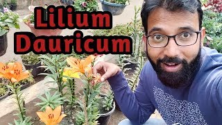 Lilium Dauricum  Lilium Philadelphicum  Lily Bulbs Care  Nursery Delhi [upl. by Naresh]