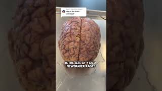 Why Is The Brain Wrinkled [upl. by Helali]