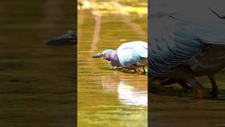 The Heron on the Hunt heron birds nature shorts [upl. by Cyrus433]