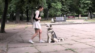 Siberian husky training [upl. by Mchale]