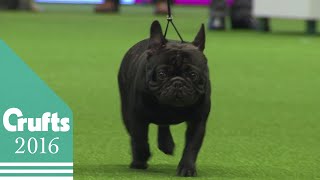 Behind The Scenes  Utility Group  Crufts 2016 [upl. by Odlavu]