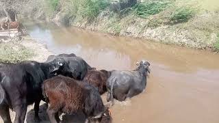 Bhainse pany pene canal pr ga rhy he mashallah [upl. by Pfosi]