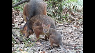 Baby pademelons first day out of mums pouch [upl. by Akihsar]