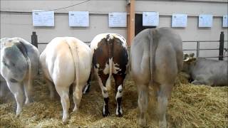 les bovins  la ferme en fête dalençon 2014 [upl. by Jarin356]