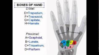 Carpal Bones Wrist bones [upl. by Cirdahc980]