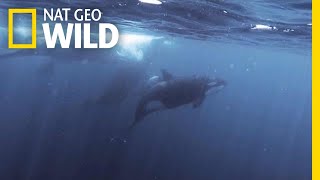 Orcas vs Sperm Whales  Nat Geo Wild [upl. by Januisz82]