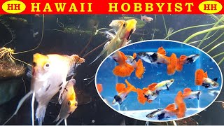 A Gorgeous Pond in Hawaii  Set Up Guppies Gouramis and Koi Angelfish [upl. by Llevram]