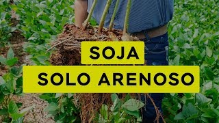 LAVOURA DE SOJA EM SOLO ARENOSO SURPREENDE [upl. by Kegan]