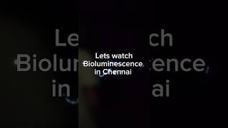 Bioluminescence in Chennai 🌊⛱️ bioluminescence bioluminance chennaibeach bioluminescencechennai [upl. by Ainirtak]