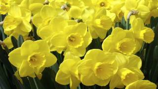 Daffodils by William Wordsworth read by Tom OBedlam [upl. by Norreg]