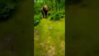 A man trying to tease elephant gets chased back escapes by narrow distance  Video viral [upl. by Coleman]