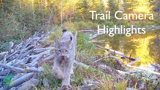 Trail camera highlights from the Voyageurs Wolf Project [upl. by Horter]