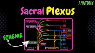 Sacral Plexus Scheme  QUIZ  Anatomy [upl. by Eugirne]