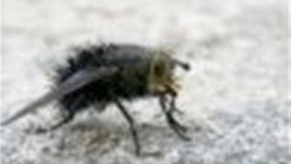 How To Handle Cluster Flies In Your House [upl. by Lezlie]