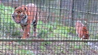 Sumatran Tiger Chuffing at Welsh Mountain Zoo  220123 [upl. by Noryv]