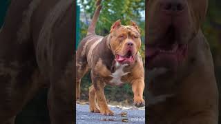 American pitbull dog whatsApp status videowhatsapp statusstatus vid [upl. by Hutchison241]