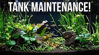 Planted Aquarium Maintenance [upl. by Nortad845]