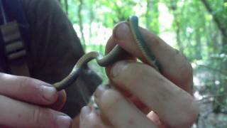 Northern Ringneck Snake [upl. by Nauhs]