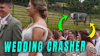 Cow Crashes Wedding Ceremony Twice [upl. by Nosylla]