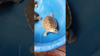 Indian roof turtle 💞🤩🐢 shorts turtle tortoise pets animals [upl. by Dnalwor526]