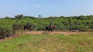 4 November 2023 Ziarah Mahabbah dan Latihan Memanah Berkuda Ladam Merah Melaka horsebackarchery [upl. by Neerac]