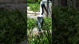 Blacknecked Storks and Their Vocalizations Calls and Communication NatureShots BirdingHabitat [upl. by Retsam]